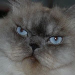 Meet your Posher, Sharon